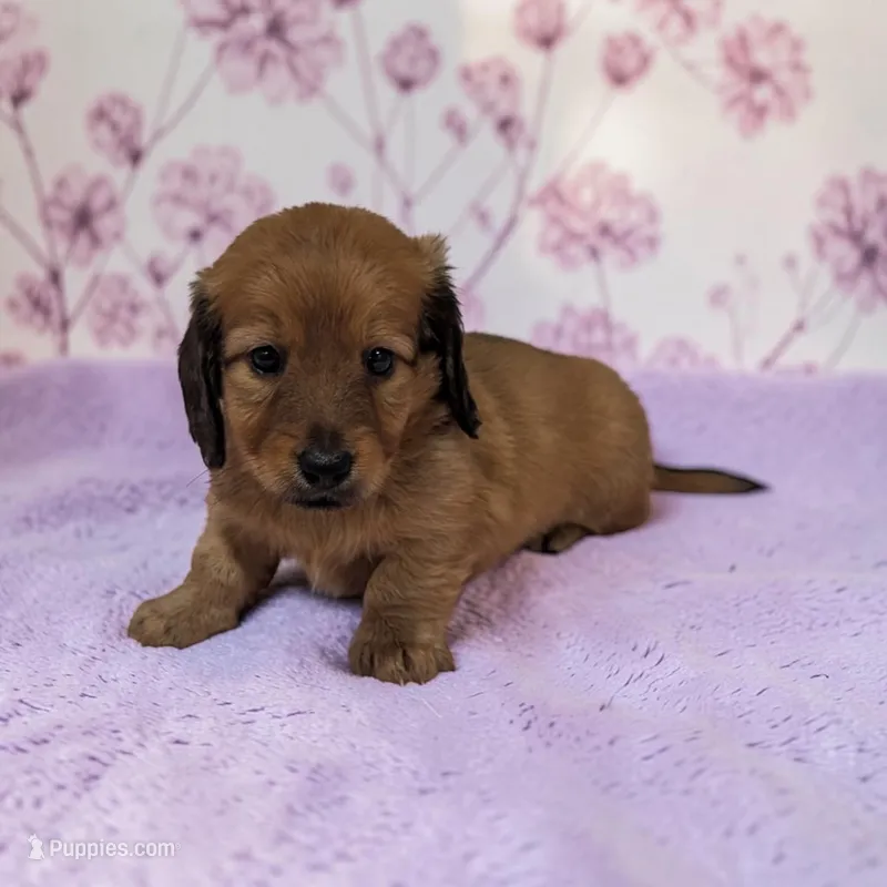 Penny – Miniature Dachshund puppy for sale in Dundee, OH