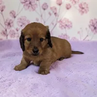 Penny, a female Miniature Dachshund for sale in Dundee, OH – 1 of 5