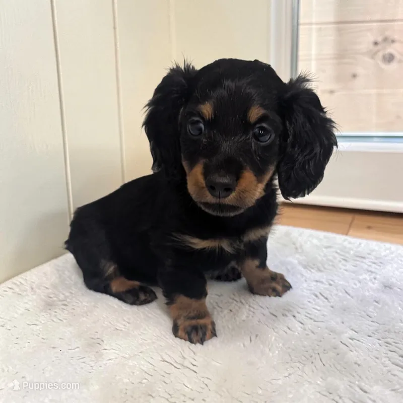 Porter – Miniature Dachshund puppy for sale in Dundee, OH