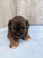 Duffy, a male Shihpoo for sale in Dundee, OH – Photo 6 of 6