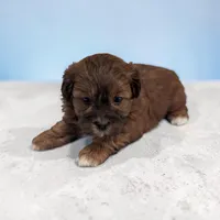 Duffy, a male Shihpoo for sale in Dundee, OH – Photo 3 of 6