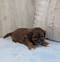 Duffy, a male Shihpoo for sale in Dundee, OH – Photo 4 of 6