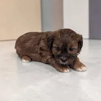 Duffy, a male Shihpoo for sale in Dundee, OH – Photo 2 of 6