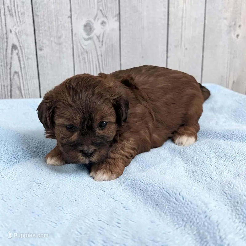 Duffy, a male Shihpoo for sale in Dundee, OH – Photo 1 of 6