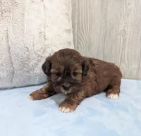Duffy, a male Shihpoo for sale in Dundee, OH – Photo 5 of 6