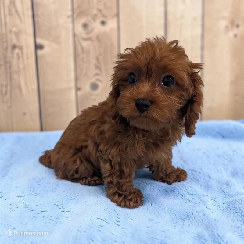 Aero – Cavapoo puppy for sale in Dundee, OH