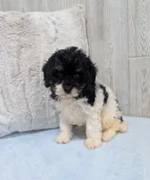 Cleo, a female Cavapoo for sale in Dundee, OH – 5 of 6
