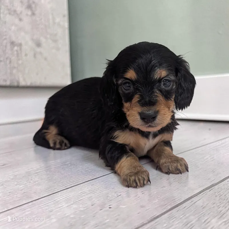 Bailey – Miniature Dachshund puppy for sale in Dundee, OH