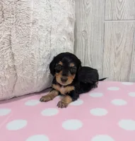 Bailey, a female Miniature Dachshund for sale in Dundee, OH – Photo 4 of 5