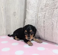 Bailey, a female Miniature Dachshund for sale in Dundee, OH – Photo 5 of 5