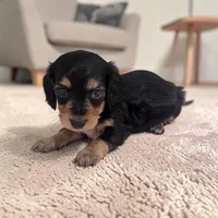 Bailey, a female Miniature Dachshund for sale in Dundee, OH – Photo 2 of 5