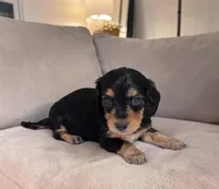 Bailey, a female Miniature Dachshund for sale in Dundee, OH – Photo 3 of 5