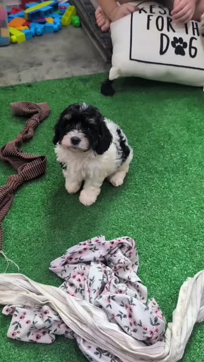 Callie, a female Cavapoo for sale in Dundee, OH – 3 of 6