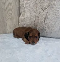 Bear, a male Miniature Dachshund for sale in Dundee, OH – 5 of 5