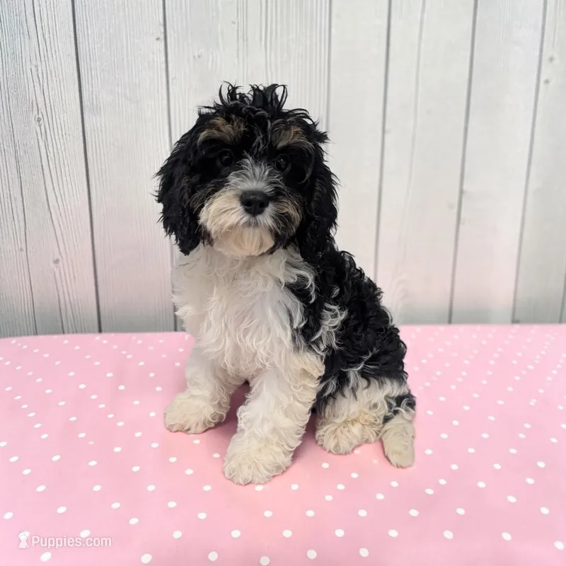 Clover – Cavapoo puppy for sale in Dundee, OH