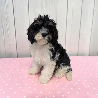 Clover, a female Cavapoo for sale in Dundee, OH – 1 of 6