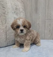 Logan, a male Shihpoo for sale in Dundee, OH – 5 of 6