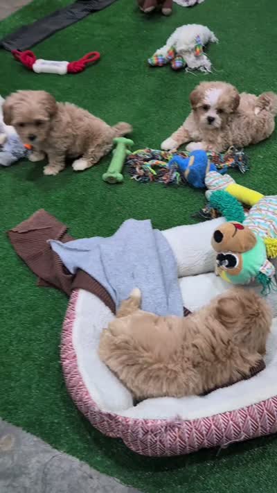 Lilly, a male Shihpoo for sale in Dundee, OH – 4 of 6