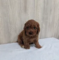 Archie, a male Cavapoo for sale in Dundee, OH – 5 of 5