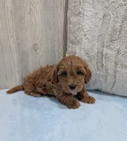 Lincoln, a male Cavapoo for sale in Dundee, OH – 4 of 4