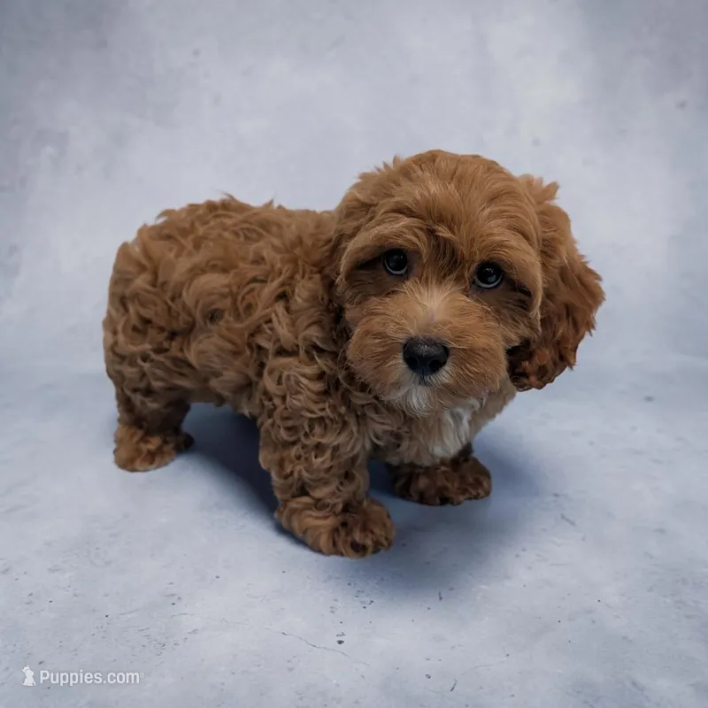 Lincoln – Cavapoo puppy for sale in Dundee, OH
