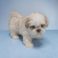 Rubble, a male Shih Tzu for sale in Dundee, OH – 3 of 6