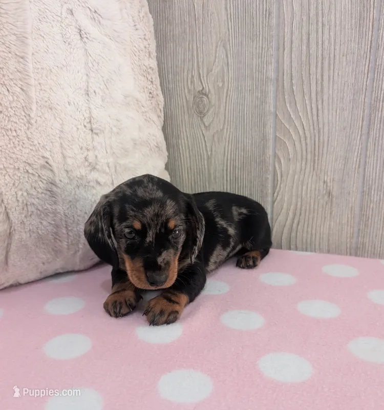Scarlet – Miniature Dachshund puppy for sale in Dundee, OH