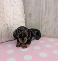Scarlet, a female Miniature Dachshund for sale in Dundee, OH – 1 of 4