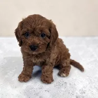 Ace, a male Cavapoo for sale in Dundee, OH – 1 of 5