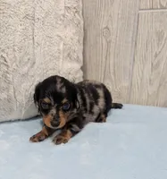 Peanut, a male Miniature Dachshund for sale in Dundee, OH – 4 of 5