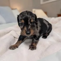 Prince, a male Miniature Dachshund for sale in Dundee, OH – 1 of 4
