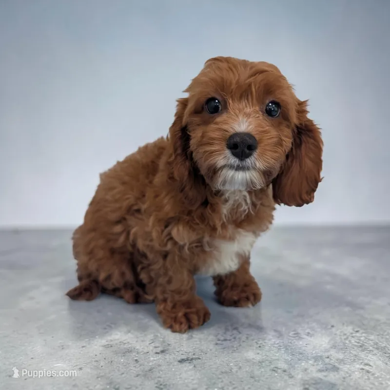 Alex – Cavapoo puppy for sale in Dundee, OH