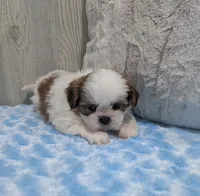Duffy, a male Shih Tzu for sale in Dundee, OH – 4 of 5