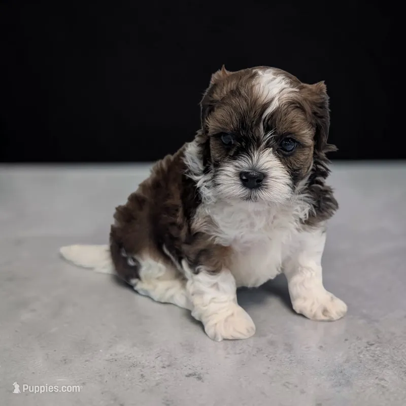 Teddy – Shihpoo puppy for sale in Dundee, OH