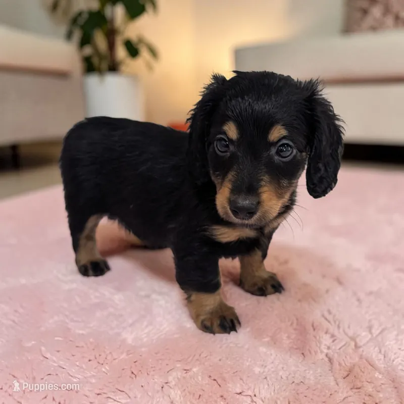 Maple – Miniature Dachshund puppy for sale in Dundee, OH