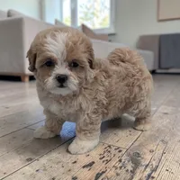 Logan, a male Shihpoo for sale in Dundee, OH – 1 of 6