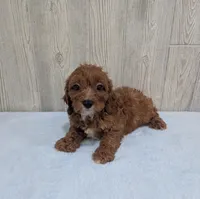 Alex, a male Cavapoo for sale in Dundee, OH – 5 of 5