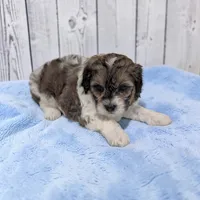 Theo, a male Shihpoo for sale in Dundee, OH – 3 of 6