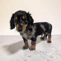 Prince, a male Miniature Dachshund for sale in Dundee, OH – 3 of 5