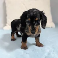 Prince, a male Miniature Dachshund for sale in Dundee, OH – 2 of 5