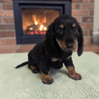 Pepper, a male Miniature Dachshund for sale in Dundee, OH – 2 of 5