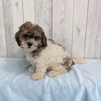 Teddy, a male Shihpoo for sale in Dundee, OH – 3 of 5