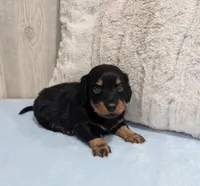 Patch, a male Miniature Dachshund for sale in Dundee, OH – Photo 3 of 4