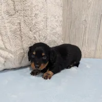 Patch, a male Miniature Dachshund for sale in Dundee, OH – Photo 4 of 4