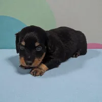 Patch, a male Miniature Dachshund for sale in Dundee, OH – Photo 2 of 4