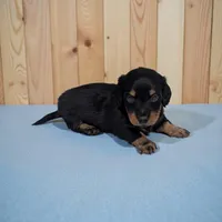 Patch, a male Miniature Dachshund for sale in Dundee, OH – Photo 1 of 4