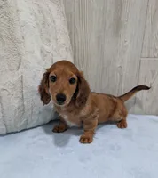 Brownie, a male Miniature Dachshund for sale in Dundee, OH – 4 of 5