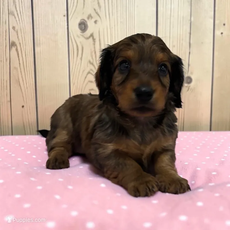 Blakely – Miniature Dachshund puppy for sale in Dundee, OH