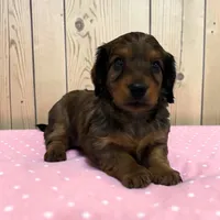 Blakely, a female Miniature Dachshund for sale in Dundee, OH – 1 of 4