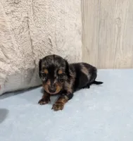 Prince, a male Miniature Dachshund for sale in Dundee, OH – 4 of 4